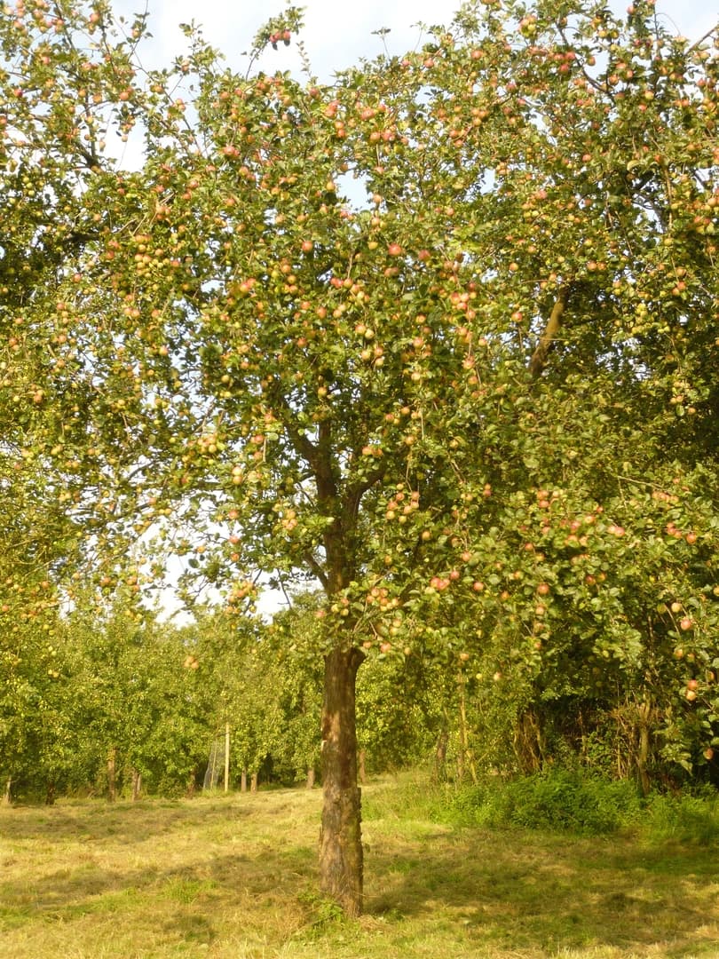 Orchard maintenance at Butford Organics