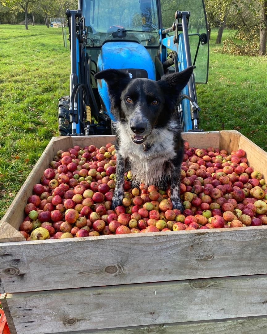 Collecting apples in the orchard