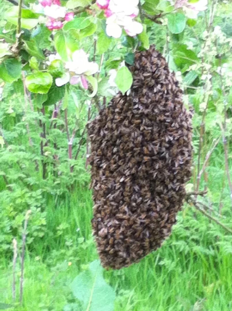 Bee hives in the perry pear orchard