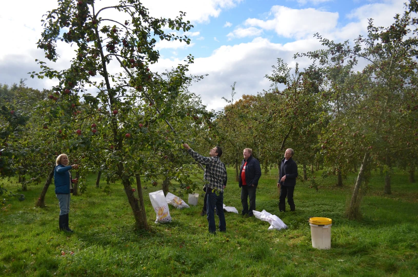 People shaking apples from cider trees in the orchard