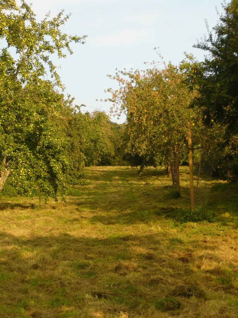 Perry pear orchard rows