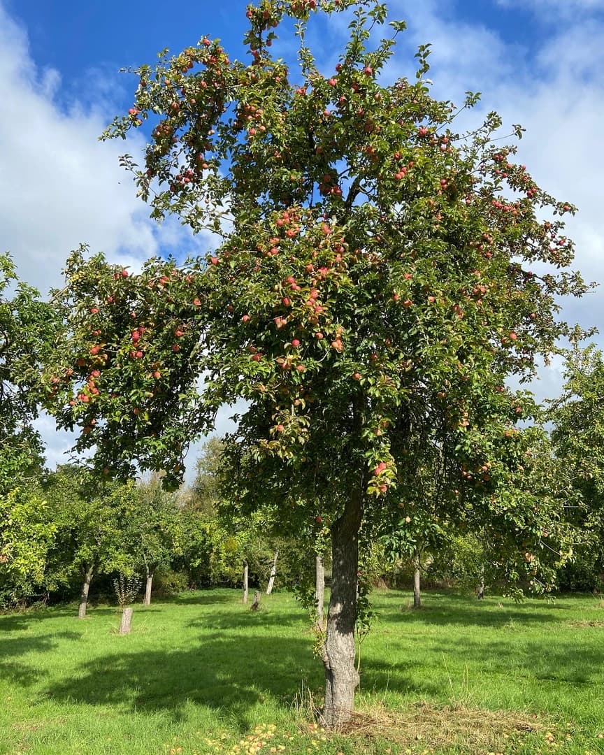 Red apple tree at Butford Organics